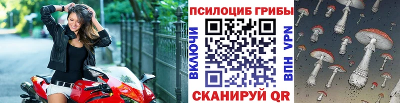 Купить  Кандалакша  Псилоцибиновые грибы Psilocybe 
